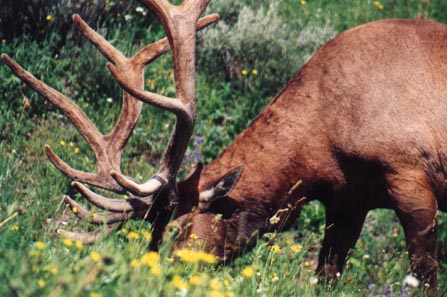 Grazing Elk