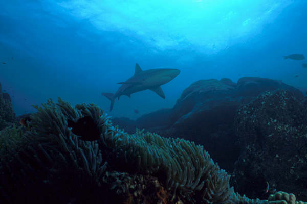 Black tip shark