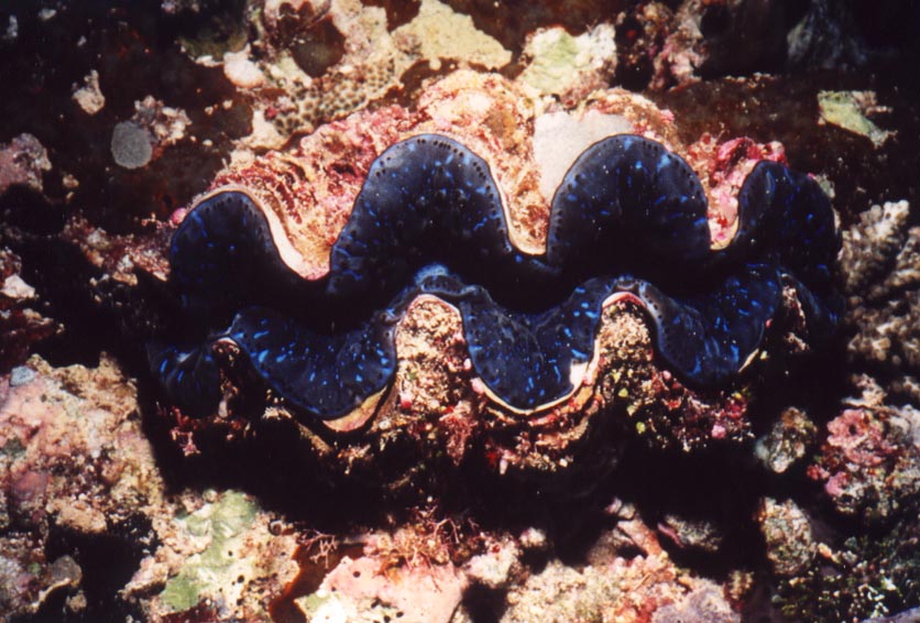 Blue Tridacna clam - Palau