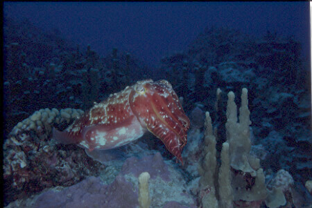 Cuttlefish - Thanks Ross!