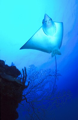 Eagle Ray