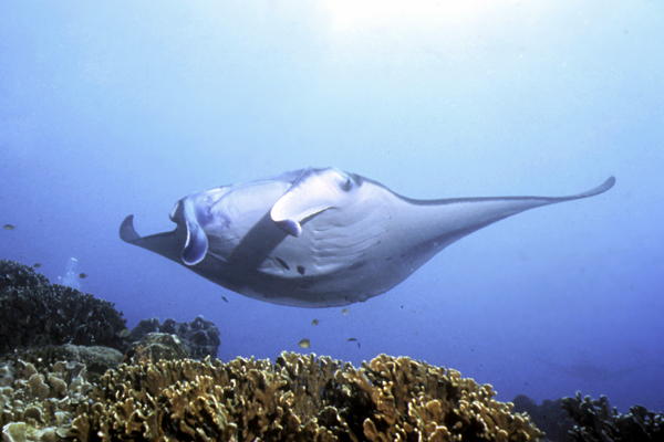 Manta Ray