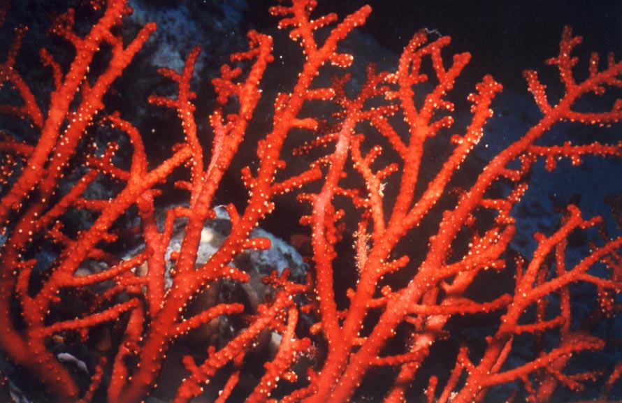Red Coral