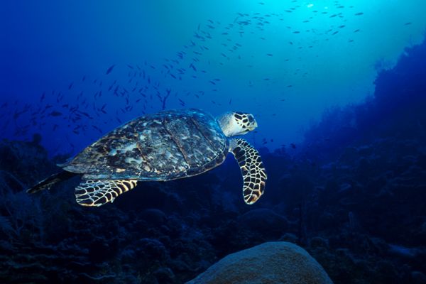Sea Turtle