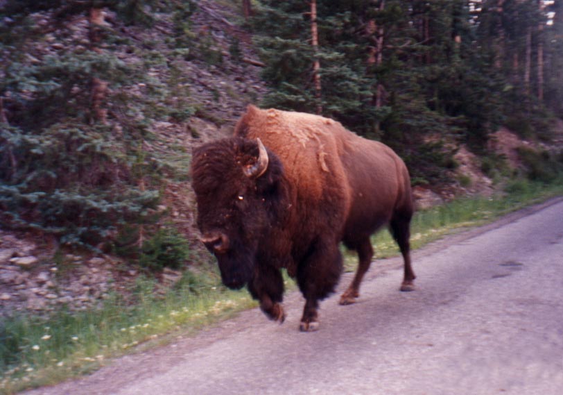 Bison stopping traffic