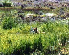 Coyote in Yellowstone Park