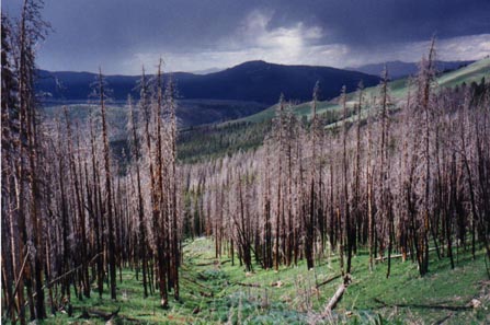 Some results of the 1988 fire in Yellowstone 