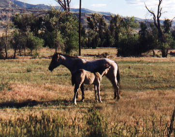 Horses - Montana