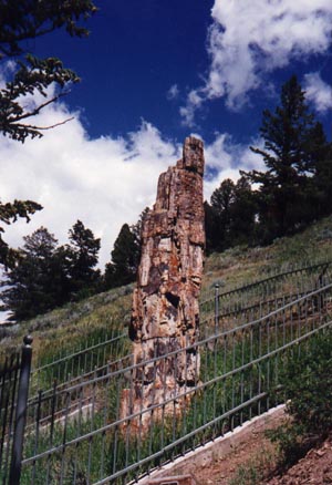 Petrified tree in Yellowstone Park