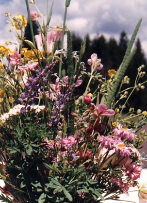 Wildflowers at Targhee National Park, Idaho
